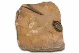 Uncommon Pseudocryphaeus (Cryphina) Trilobite - Lghaft, Morocco #382858-3
